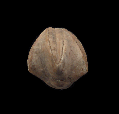 Blastoid Calyx Plate