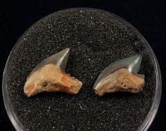 Rare Sumatra Tiger shark teeth for sale | Buried Treasure Fossils. Tooth on right.