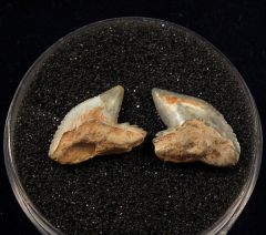 Real Sumatran Tiger shark tooth for sale | Buried Treasure Fossils. Tooth on the right.