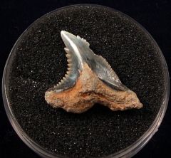 Sumatran Hemipristis serra tooth for sale | Buried Treasure Fossils