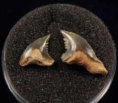 Rare Sumatran Snaggletooth tooth for sale | Buried Treasure Fossils. Tooth on right.