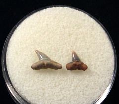 Sphyrna zygaena (Smooth Hammerhead)