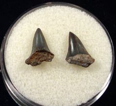 Isurus sp. (Mako shark)