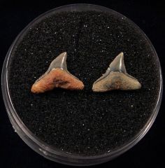 Large Carcharhinus brachyurus  shark tooth for sale | Buried Treasure Fossils. Tooth on the left.