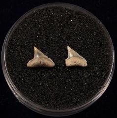 Rare Sumatran Carcharhinus plumbeus shark teeth for sale | Buried Treasure Fossils. Tooth on left.