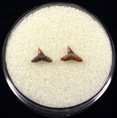 Rare Sumatran Carcharhinus macloti shark teeth for sale | Buried Treasure Fossils. Tooth on left.