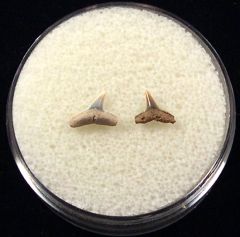 Rare Miocene Carcharhinus macloti shark tooth for sale | Buried Treasure Fossils. Tooth on left.