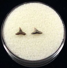Real Sumatran Carcharhinus macloti shark tooth for sale | Buried Treasure Fossils. Tooth on left.