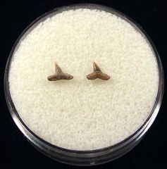 Real Sumatran Carcharhinus macloti shark tooth for sale | Buried Treasure Fossils. Tooth on right.