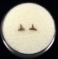 Sumatran Hardnose shark tooth for sale | Buried Treasure Fossils. Tooth on Right.
