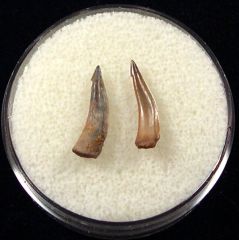 Rare Sumatran Trichiurides shark tooth for sale | Buried Treasure Fossils. Tooth on the left.