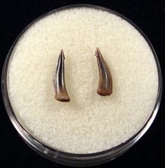 Miocene Trichiurides shark tooth for sale | Buried Treasure Fossils. Tooth on the left.