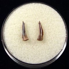Rare Trichiurides shark teeth for sale | Buried Treasure Fossils. Tooth on the left.