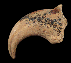 Anzu wyliei hand claw 