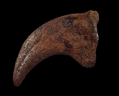 Anzu wyliei hand claw for sale 