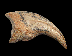 Hell Creek Oviraptor claw for sale |Buried Treasure Fossils 