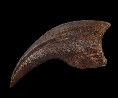 Hell Creek Oviraptor claw for sale |Buried Treasure Fossils 