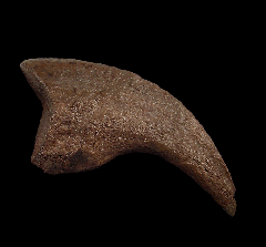 Hell Creek Oviraptor claw for sale |Buried Treasure Fossils