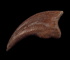 Raptor claw for sale