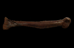 Struthiomimus metatarsal for sale | Buried Treasure Fossils