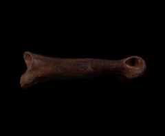 Anzu hand bone | Buried Treasure Fossils