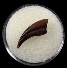 Trierarchuncus prairiensis - Alvarezsaurid manus claw | Buried Treasure Fossils