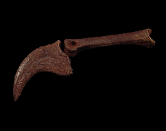 Anzu wyliei hand claw for sale | Buried Treasure Fossils