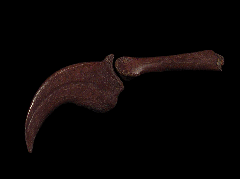 Juvenile Anzu wyliei finger | Buried Treasure Fossils