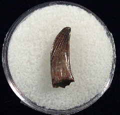 Cheap Paronychodon tooth for sale | Buried Treasure Fossils