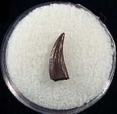 Cheap Paronychodon tooth for sale | Buried Treasure Fossils