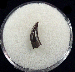 Cheap Paronychodon tooth for sale | Buried Treasure Fossils