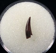 Nice Paronychodon tooth for sale | Buried Treasure Fossils