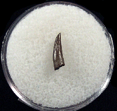 Cheap Paronychodon tooth for sale | Buried Treasure Fossils