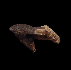Triceratops horridus tooth | Buried Treasure Fossils