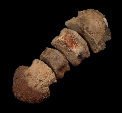 Ceratopsian toe - Horseshoe Canyon Fm. | Buried Treasure Fossils