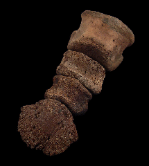 Ceratopsian toe from Canada | Buried Treasure Fossils