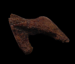 Big rooted Triceratops tooth for sale | Buried Treasure Fossils