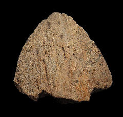 Anchiceratops epoccipital | Buried Treasure Fossils