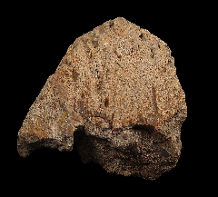 Anchiceratops epoccipital from Canada | Buried Treasure Fossils