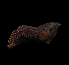 Big Triceratops tooth | Buried Treasure Fossils