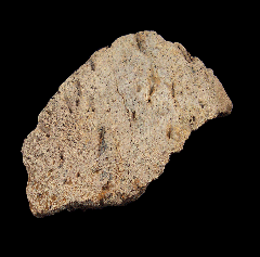 Canadian Anchiceratops epoccipital for sale | Buried Treasure Fossils