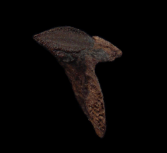 Colorful rooted Triceratops tooth for sale | Buried Treasure Fossils