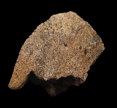 Anchiceratops epoccipital for sale | Buried Treasure Fossils