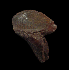 Triceratops horridus tooth for sale | Buried Treasure Fossils