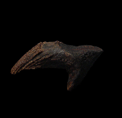Triceratops horridus tooth for sale | Buried Treasure Fossils