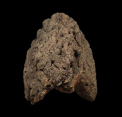 Arrhinoceratops epoccipital from Canada | Buried Treasure Fossils