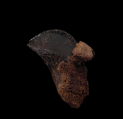 Large Triceratops crown for sale | Buried Treasure Fossils