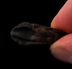 Triceratops dinosaur tooth for sale | Buried Treasure Fossils