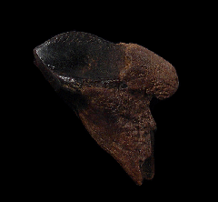 Triceratops horridus tooth | Buried Treasure Fossils