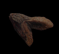 Triceratops horridus tooth | Buried Treasure Fossils